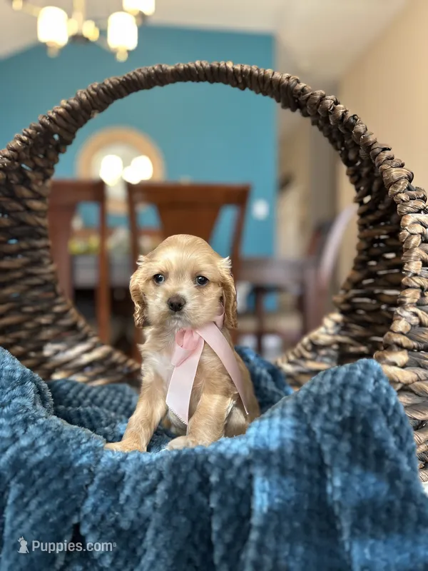 Emma  – Cocker Spaniel puppy for sale in Dallas, TX