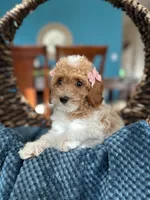 Helen, a female Poodle - Miniature  for sale in Dallas, TX – 2 of 3