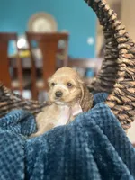 Roxxy AKC , a female Cocker Spaniel for sale in Dallas, TX – Photo 2 of 3