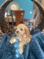 Roxxy AKC , a female Cocker Spaniel for sale in Dallas, TX – Photo 3 of 3
