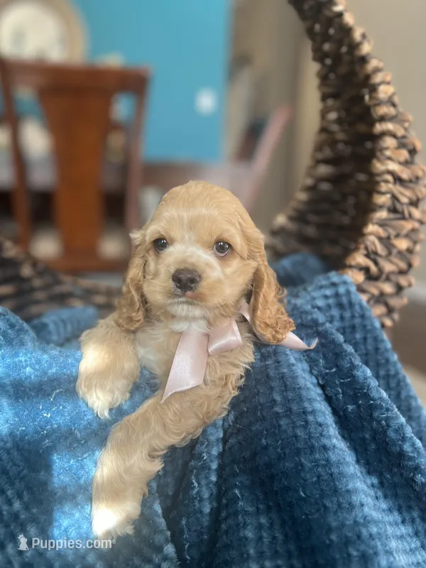 Roxxy AKC  – Cocker Spaniel puppy for sale in Dallas, TX