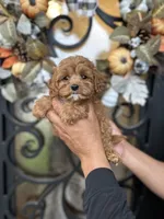 Oliver , a male Cavapoo for sale in Dallas, TX – 2 of 3