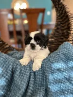 Bear , a male Shihpoo for sale in Dallas, TX – 2 of 3