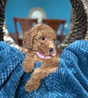 Ginger , a female Miniature Goldendoodle for sale in Dallas, TX – 3 of 3