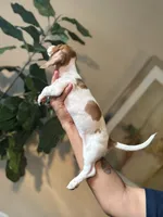 Dexter , a male Miniature Dachshund for sale in Dallas, TX – 3 of 3