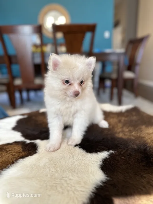 snow  – Pomeranian puppy for sale in Dallas, TX