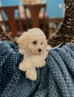 Tom, a male Poodle - Miniature  for sale in Dallas, TX – 2 of 3