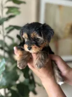 Layla , a female Yorkshire Terrier for sale in Dallas, TX – 2 of 4