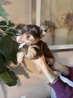 Ginger , a female Yorkshire Terrier for sale in Dallas, TX – 2 of 3