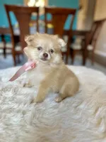 Becky , a female Pomeranian for sale in Dallas, TX – 2 of 3