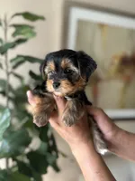 Layla , a female Yorkshire Terrier for sale in Dallas, TX – 3 of 4