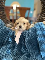 Emma , a female Cocker Spaniel for sale in Dallas, TX – 2 of 3