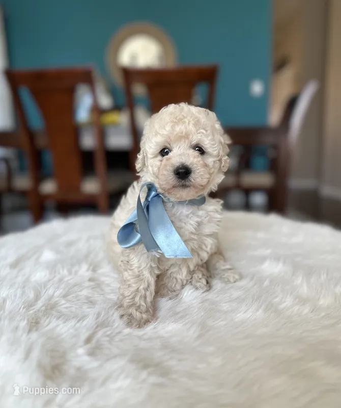 Tom – Poodle - Miniature  puppy for sale in Dallas, TX