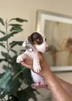 Lulu, a female Miniature Dachshund for sale in Dallas, TX – 2 of 3