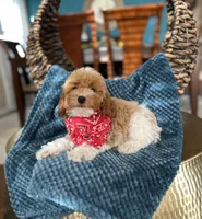 Tom, a female Poodle - Miniature  for sale in Dallas, TX – 3 of 3