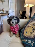 Chester , a male Poodle - Miniature  for sale in Dallas, TX – 2 of 3