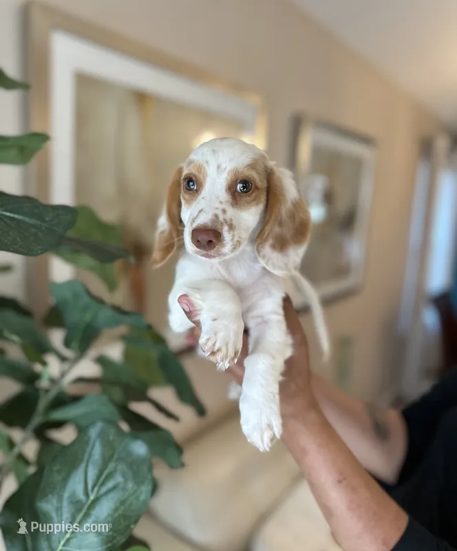 Max  – Miniature Dachshund puppy for sale in Dallas, TX