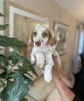 Max , a male Miniature Dachshund for sale in Dallas, TX – 1 of 3