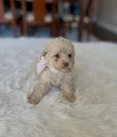 Becky, a female Poodle - Miniature  for sale in Dallas, TX – 2 of 2