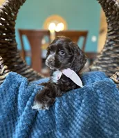 Molly AKC, a female Cocker Spaniel for sale in Dallas, TX – 2 of 4