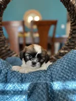 Jack , a male Shihpoo for sale in Dallas, TX – 3 of 3