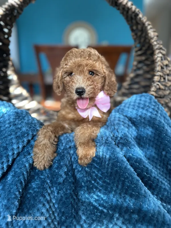 Ginger  – Miniature Goldendoodle puppy for sale in Dallas, TX