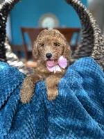 Ginger , a female Miniature Goldendoodle for sale in Dallas, TX – 1 of 3