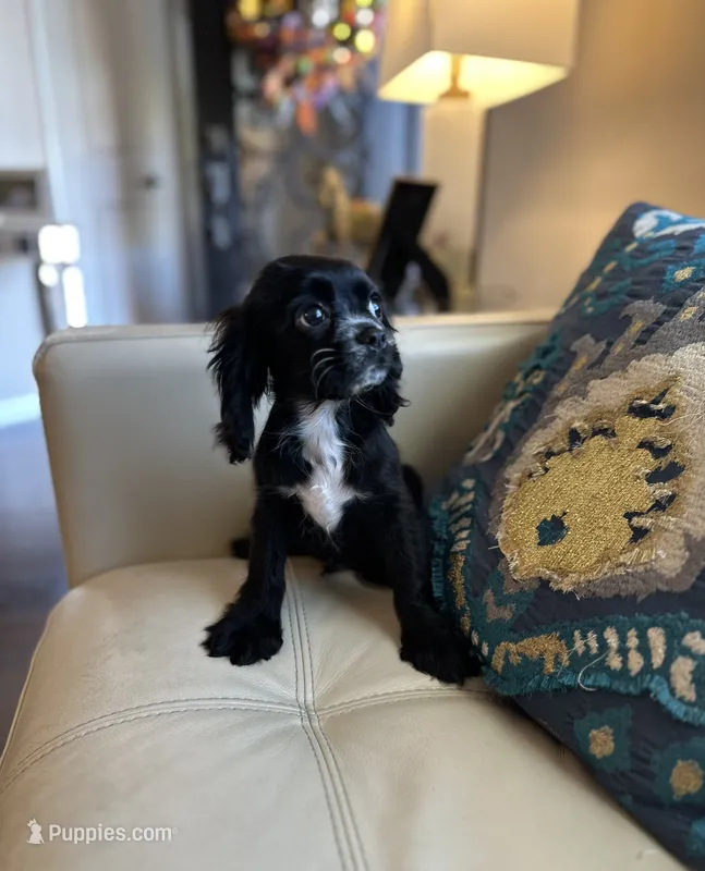 midnght  – Cockalier puppy for sale in Dallas, TX