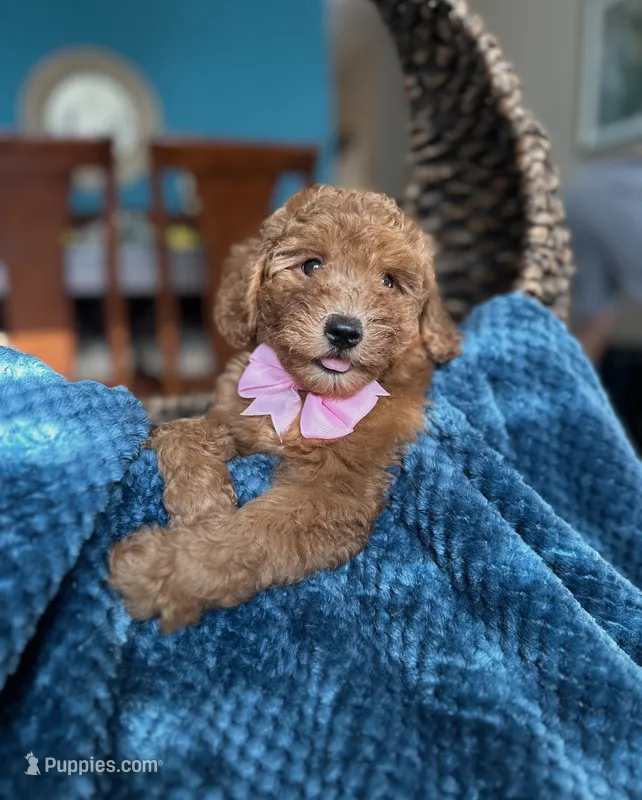 Ginger  – Miniature Goldendoodle puppy for sale in Dallas, TX