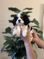 Roxxy , a female Cavalier King Charles Spaniel for sale in Dallas, TX – Photo 1 of 4