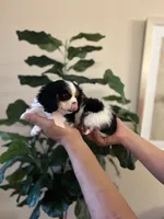 Roxxy , a female Cavalier King Charles Spaniel for sale in Dallas, TX – Photo 4 of 4