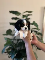 Roxxy , a female Cavalier King Charles Spaniel for sale in Dallas, TX – Photo 2 of 4