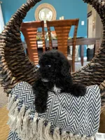 Midnight , a male Poodle - Toy  for sale in Dallas, TX – 2 of 3