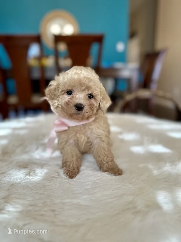 Maggie – Maltipoo puppy for sale in Dallas, TX