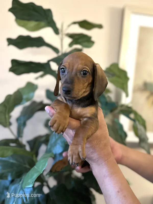 Buddy  – Miniature Dachshund puppy for sale in Dallas, TX