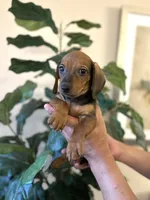 Buddy , a male Miniature Dachshund for sale in Dallas, TX – 1 of 3
