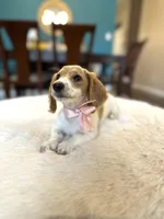 Luci , a female Miniature Dachshund for sale in Dallas, TX – Photo 3 of 3
