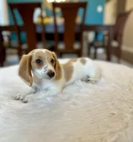 Luci , a female Miniature Dachshund for sale in Dallas, TX – Photo 2 of 3