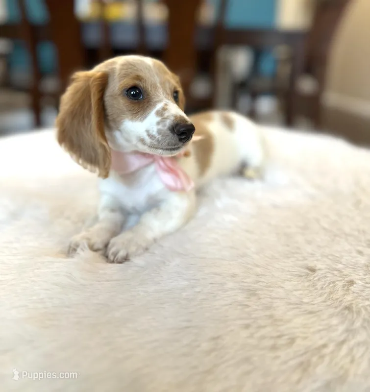 Luci , a female Miniature Dachshund for sale in Dallas, TX – Photo 1 of 3