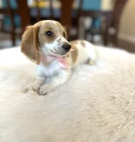 Luci , a female Miniature Dachshund for sale in Dallas, TX – Photo 1 of 3