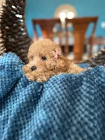 Margaret , a female Poodle - Miniature  for sale in Dallas, TX – 3 of 3