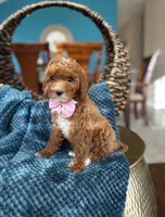 Lulu, a female Poodle - Miniature  for sale in Dallas, TX – 2 of 3