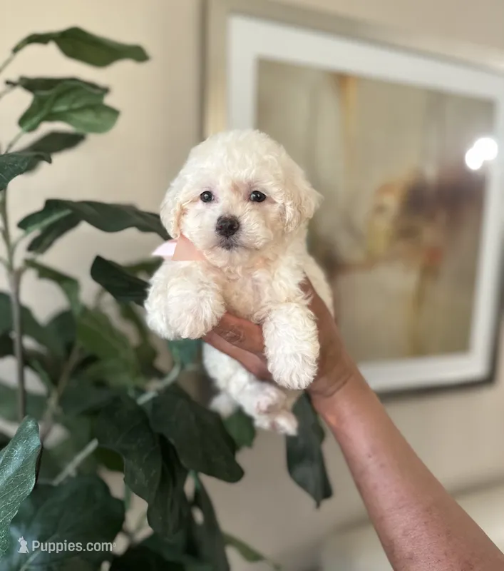 Marshmallow  – Maltipoo puppy for sale in Dallas, TX