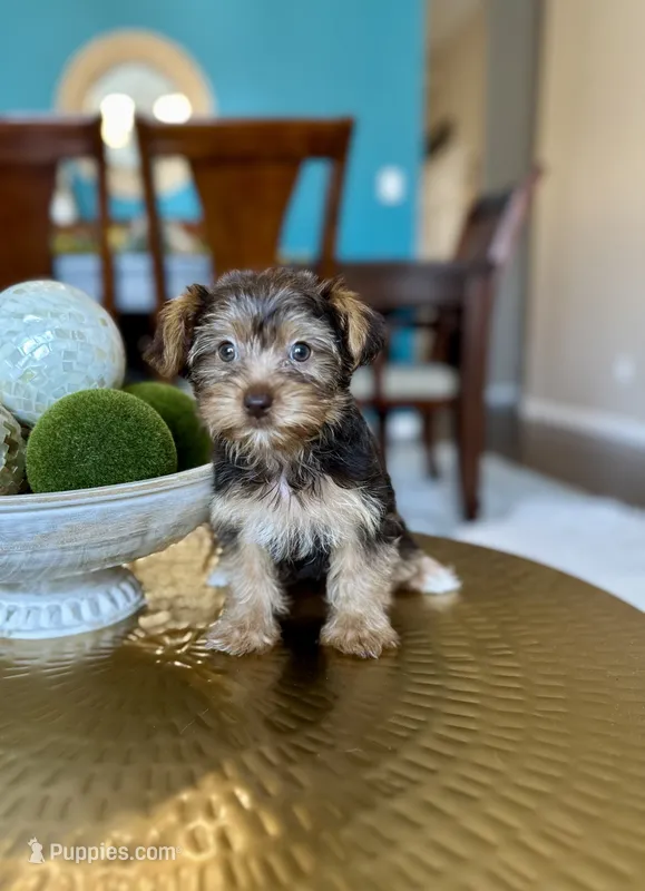  Bruno  – Yorkshire Terrier puppy for sale in Dallas, TX