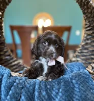Molly AKC, a female Cocker Spaniel for sale in Dallas, TX – 1 of 4