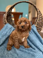 Cooper , a male Cavapoo for sale in Dallas, TX – 2 of 3