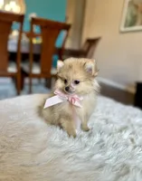 Bella , a female Pomeranian for sale in Dallas, TX – 3 of 3