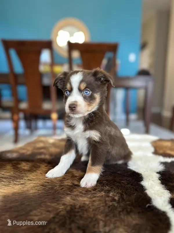 Rossie – Toy Australian Shepherd puppy for sale in Dallas, TX