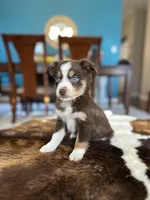 Rossie, a female Toy Australian Shepherd for sale in Dallas, TX – 1 of 3