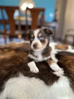 Rossie, a female Toy Australian Shepherd for sale in Dallas, TX – 3 of 3